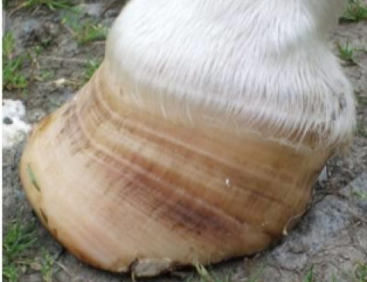 Could your horse have Equine Cushing's disease?